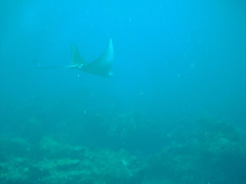 Spotted Eagle Ray