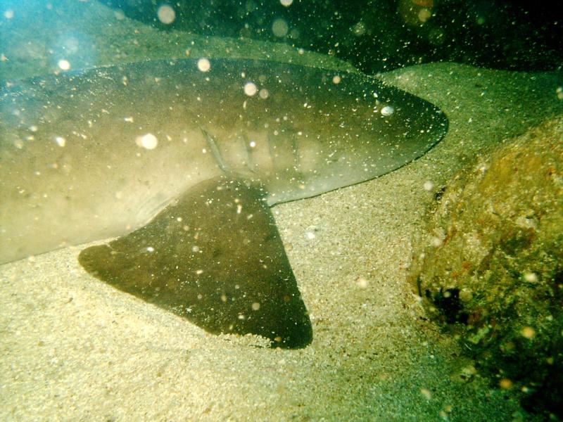 Good sized nurse shark