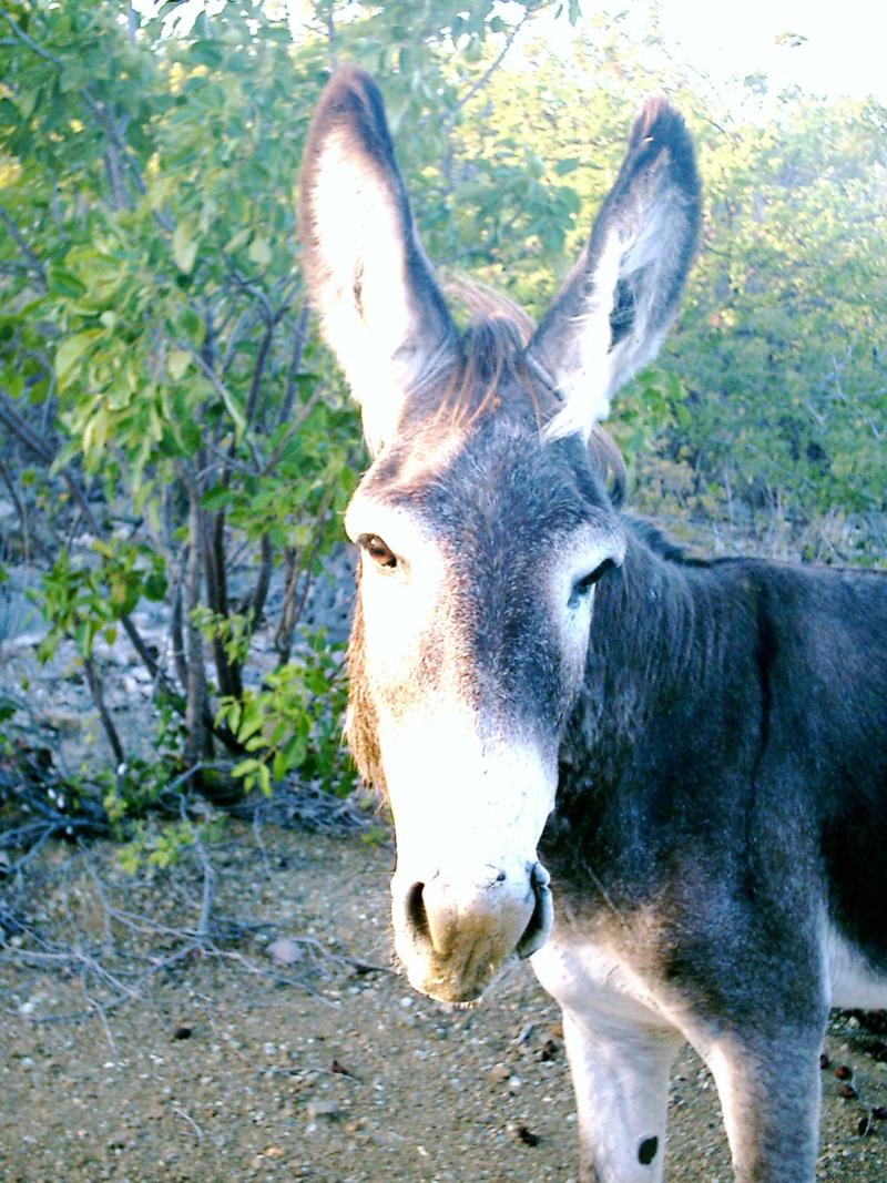 Wild donkey in Bonaire.