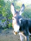 Wild donkey in Bonaire.