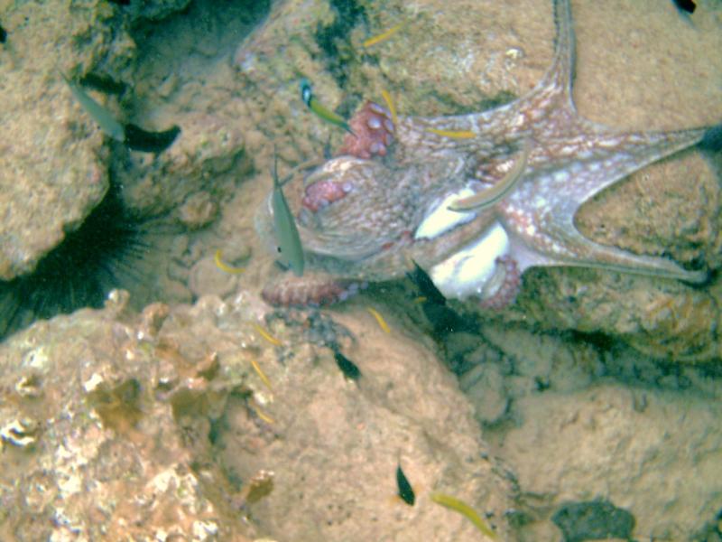 Octopus