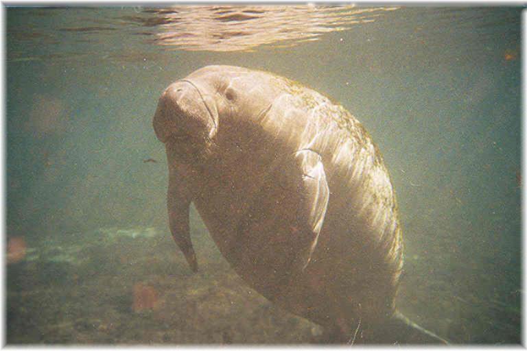 manatee