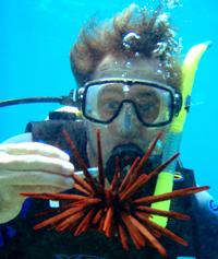 Slate Pencil Sea Urchin