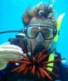 Slate Pencil Sea Urchin