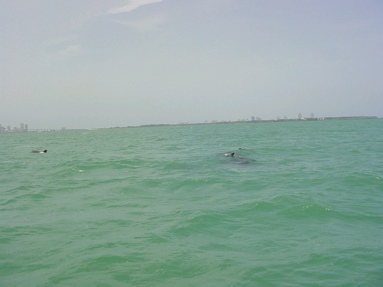 Dolphins in Biscayne Bay