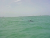 Dolphins in Biscayne Bay