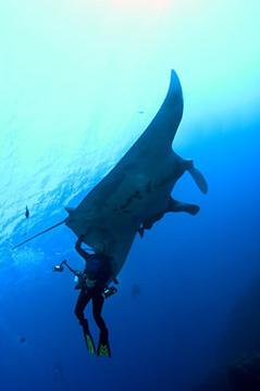 Me and a manta