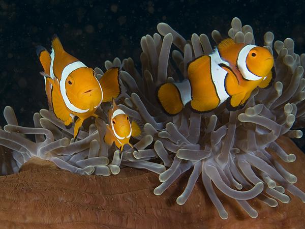 Deacon’s Reef in Papua New Guinea