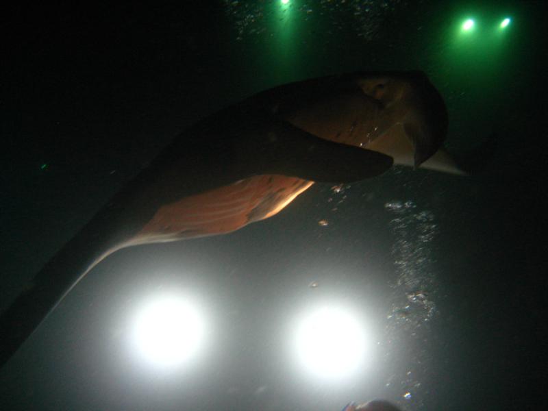 Manta Ray Night Dive Kona Hawaii