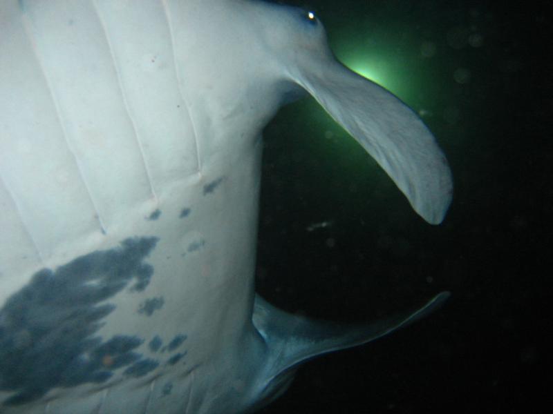Manta Ray Night Dive Kona Hawaii