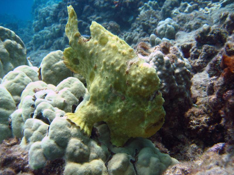 Frog Fish Hawaii