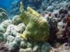 Frog Fish Hawaii