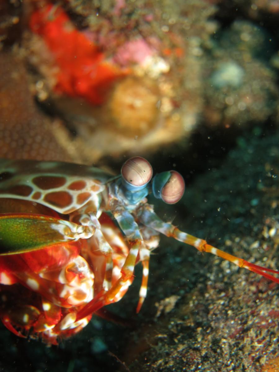 Mantis Shrimp, Bali 2012