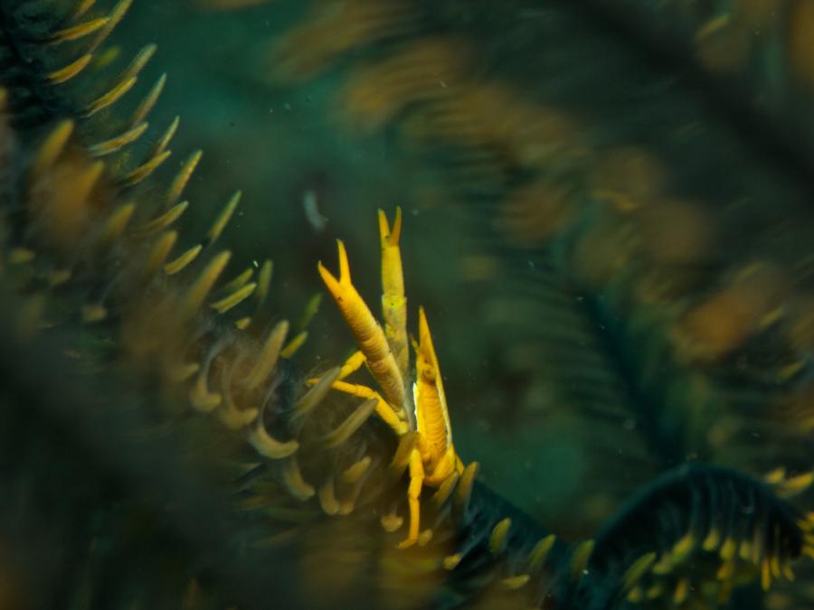 Mr Crab, Tulamben Bali