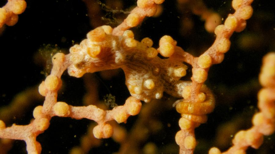 Pigmy Seahorse, Seraya Bali