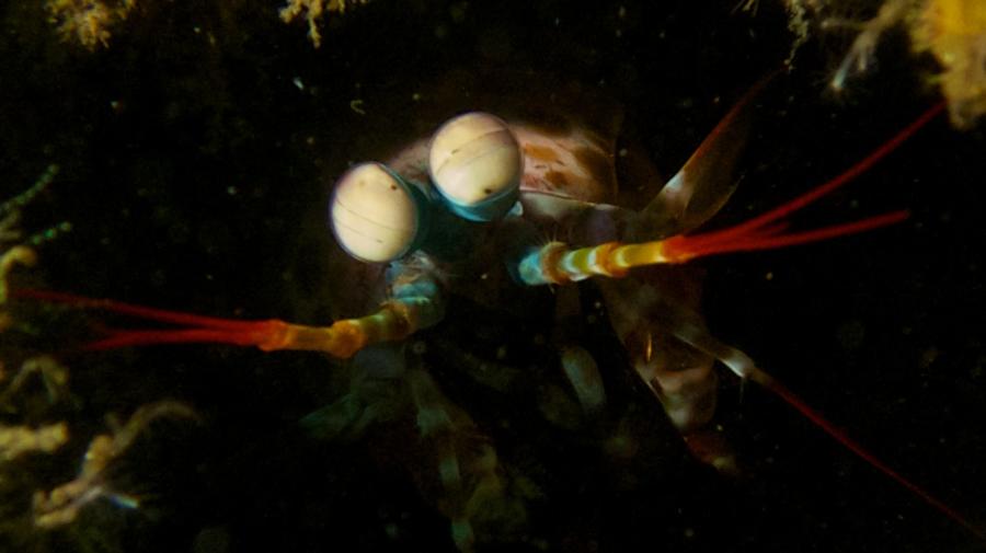 Mantis Shrimp, Tulamben Bali