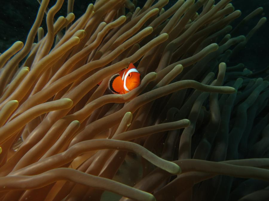 Clown fish, Bali