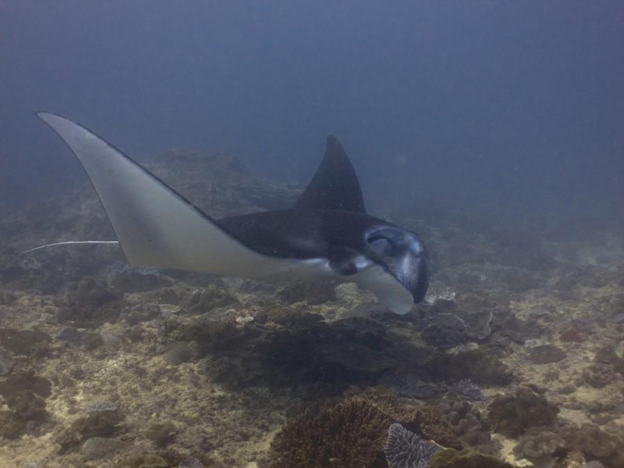 Manta Point, Bali