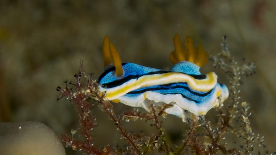 Nudi