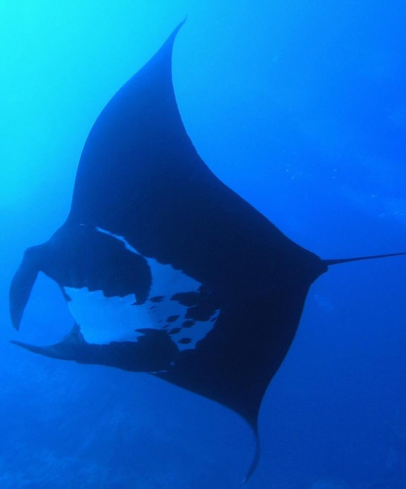 Manta ray