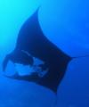 Manta ray