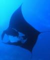 Manta ray