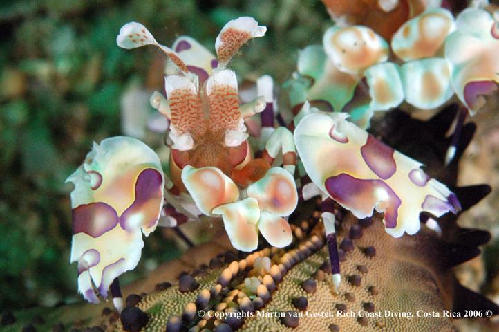 clown shrimp