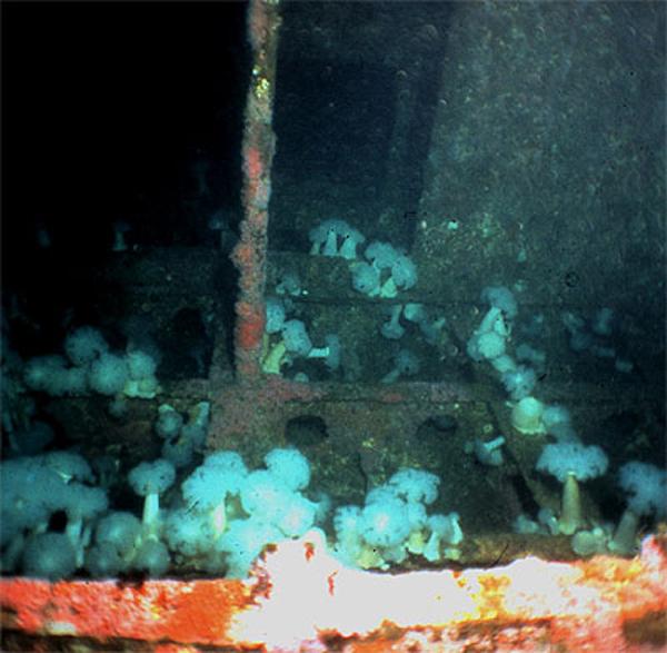HMCS Yukon -  Metridium Anemone’s in the Stern 