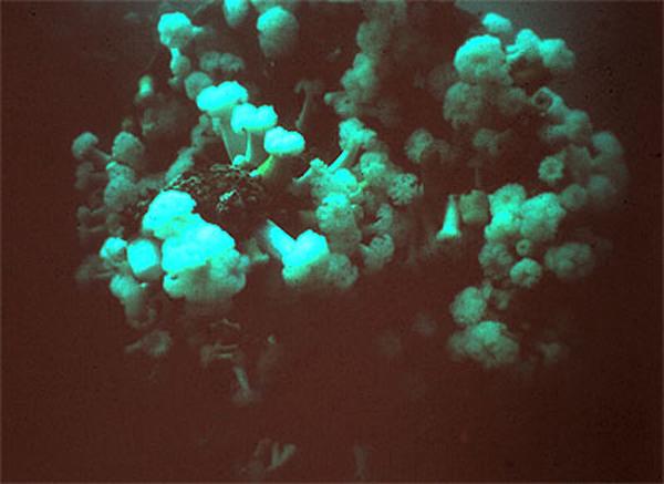HMCS Yukon - Metridium Anemone’s on the training propeller 