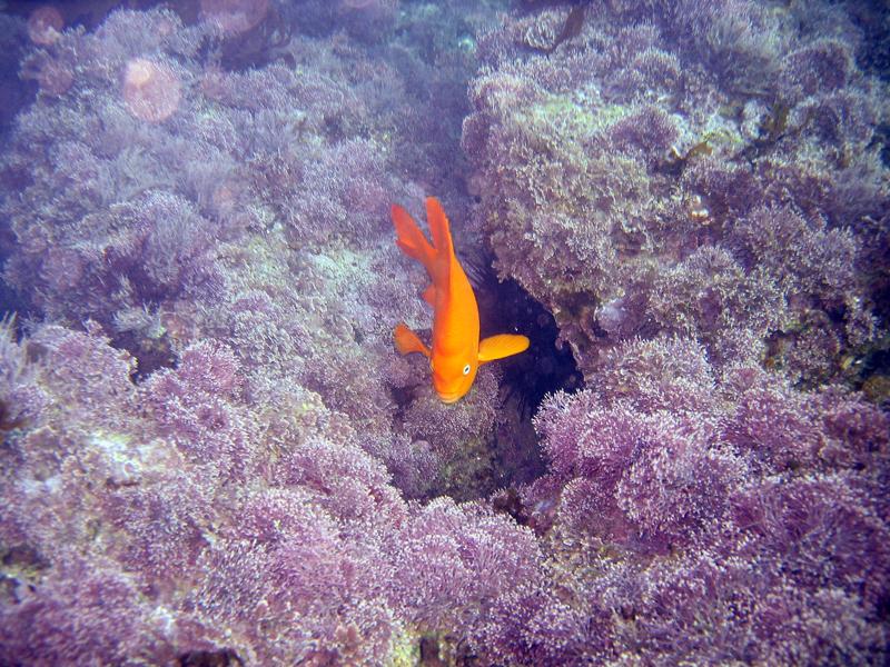 Garibaldi - Heisler Park, Laguna Beach, CA 01/10/09