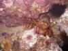California Spiny Lobster - Heisler Park, Laguna Beach, CA 01/10/09