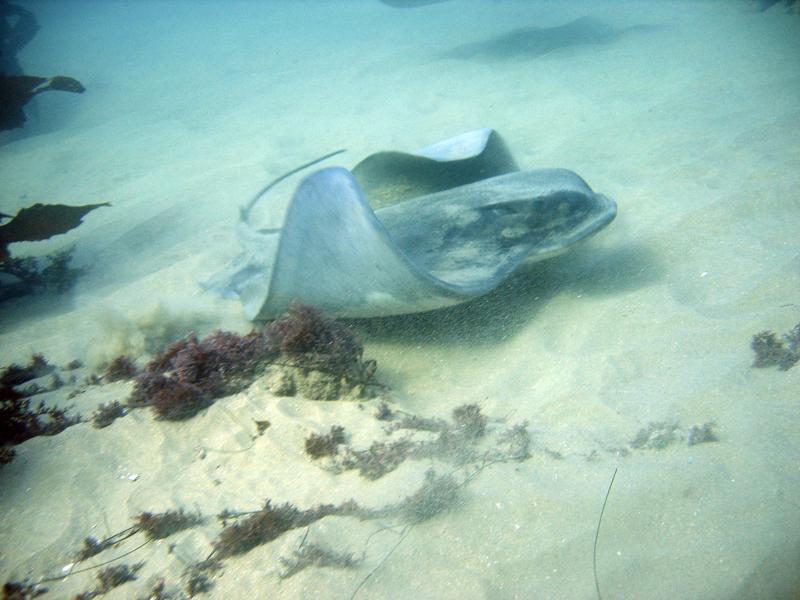 Bat Ray - Heisler Park, Laguna Beach, CA 01/10/09