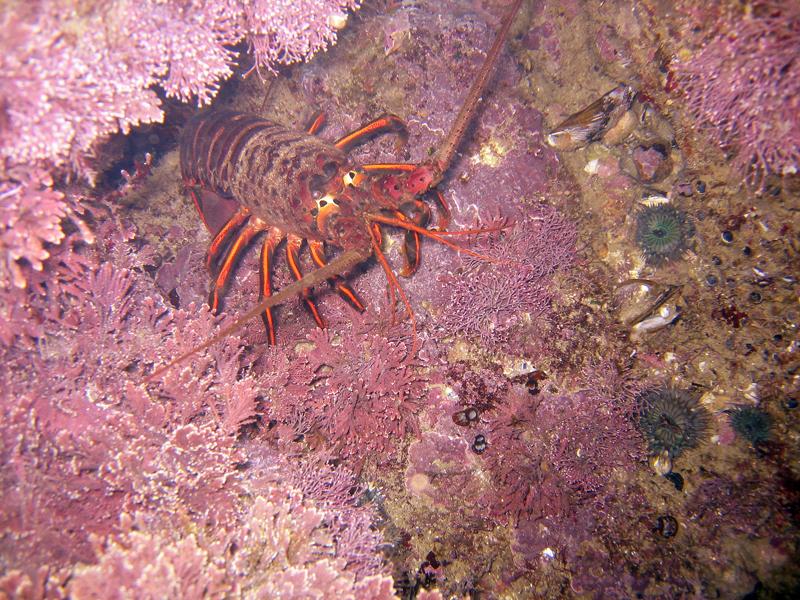 California Spiny Lobster - Heisler Park, Laguna Beach, CA 01/10/09
