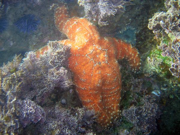 Bat Star - Heisler Park-Laguna Beach, CA -  3/7/09