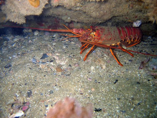 California Spiny Lobster - Heisler Park-Laguna Beach, CA -  3/7/09