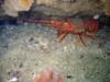 California Spiny Lobster - Heisler Park-Laguna Beach, CA -  3/7/09