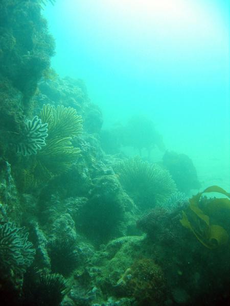 Heisler Park-Laguna Beach, CA -  3/7/09