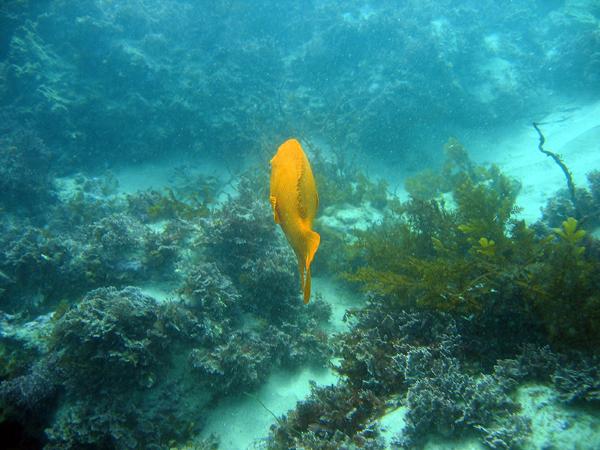 Garibaldi - Heisler Park-Laguna Beach, CA -  3/7/09