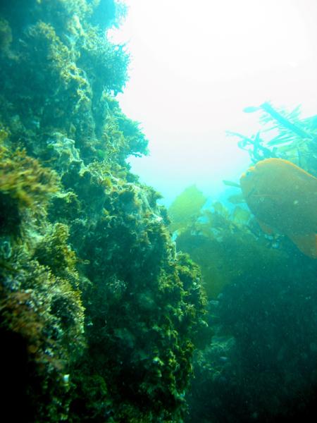Heisler Park-Laguna Beach, CA -  3/7/09