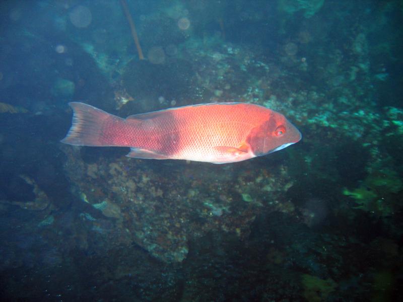 Sheephead - Ship Rock - Catalina Island, CA - 3/21/09