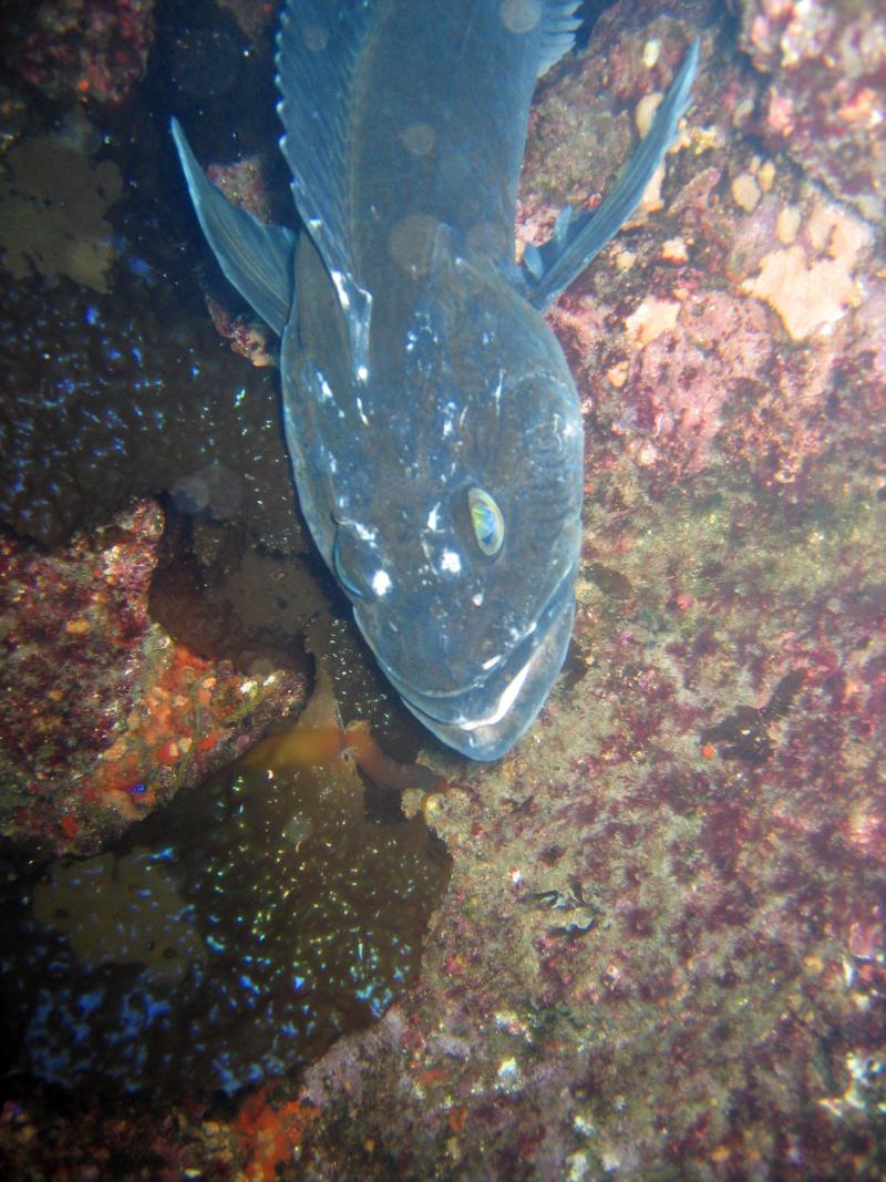 Ship Rock - Catalina Island, CA - 3/21/09