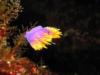 Spanish Shawl Nudibranch - Ship Rock - Catalina Island, CA - 3/21/09