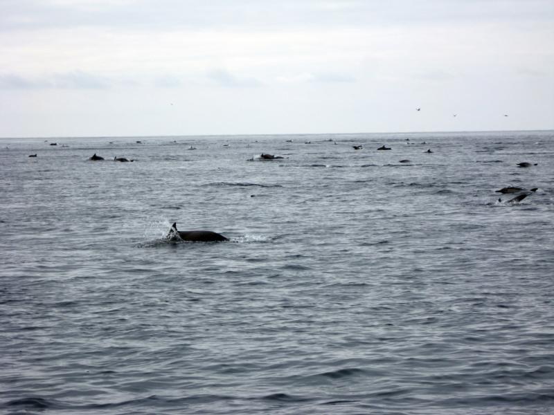Common Dolphins - San Pedro Channel, CA - 3/21/09