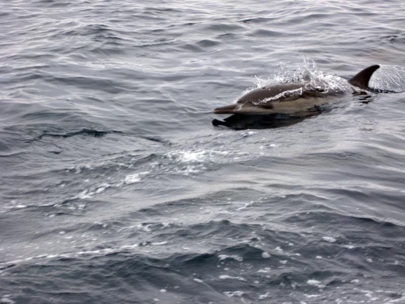 Common Dolphin - San Pedro Channel, CA - 3/21/09