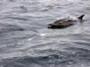 Common Dolphin - San Pedro Channel, CA - 3/21/09