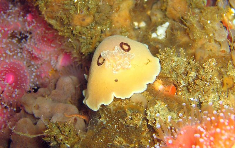 Diaulula Sandiegensis Nudibranch - Oil Rig Eureka - San Pedro Channel, CA 06/13/09