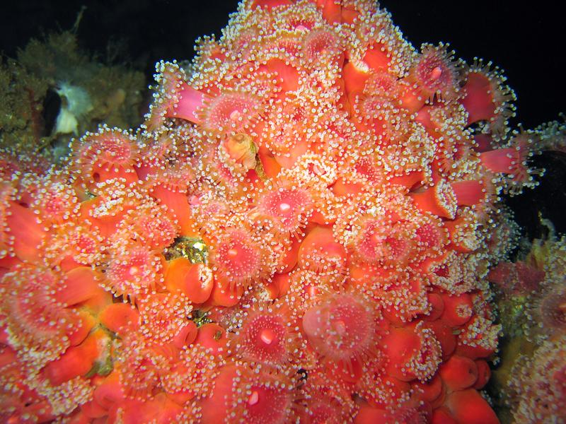 Strawberry Anemones - Oil Rig Eureka - San Pedro Channel, CA 06/13/09  
