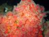 Strawberry Anemones - Oil Rig Eureka - San Pedro Channel, CA 06/13/09  