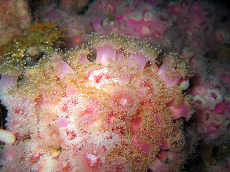 Strawberry Anemones - Oil Rig Eureka - San Pedro Channel, CA 06/13/09  