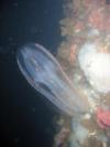 Jellyfish - Oil Rig Eureka - San Pedro Channel, CA 06/13/09  